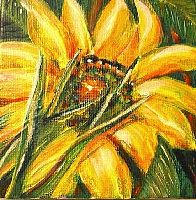 sonnenblume.jpg